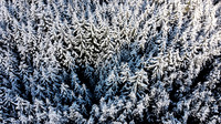 Snowy Trees, Glen Shiel