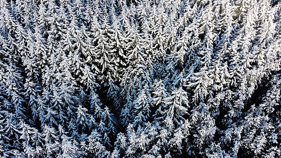 Snowy Trees, Glen Shiel