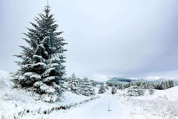 Snowy Forest, Glen Garry