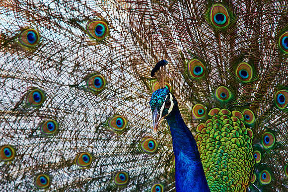 Peacock On Lokrum, Dubrovnik