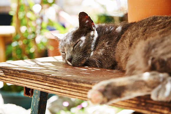 Relaxing In The Sun