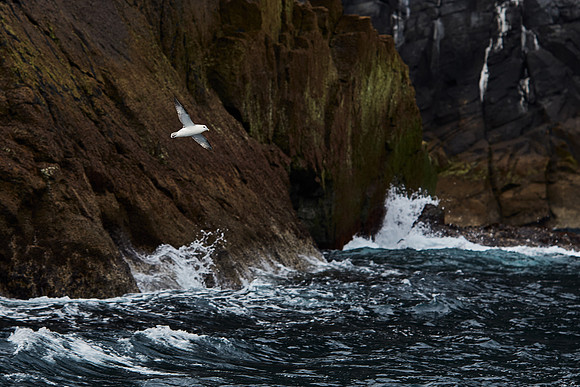 Fulmar In Flight, St Kilda