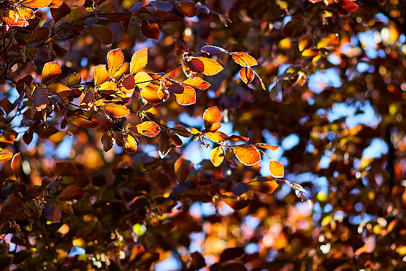 Beech leaves in spring sunlight