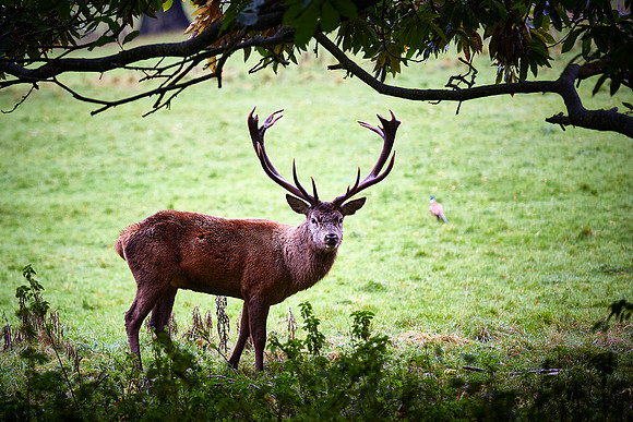 Inquisitive Stag, Studley Royal