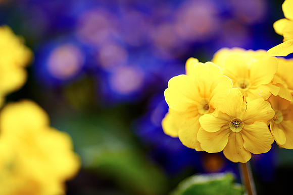 Spring Flowers, Scarborough