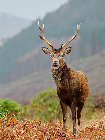 Red Deer Stag at Glen Etive