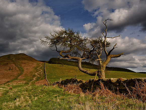Lone Tree, Roseberry Moor