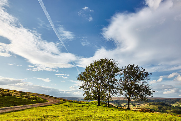 Late Summer Sun - Rosedale