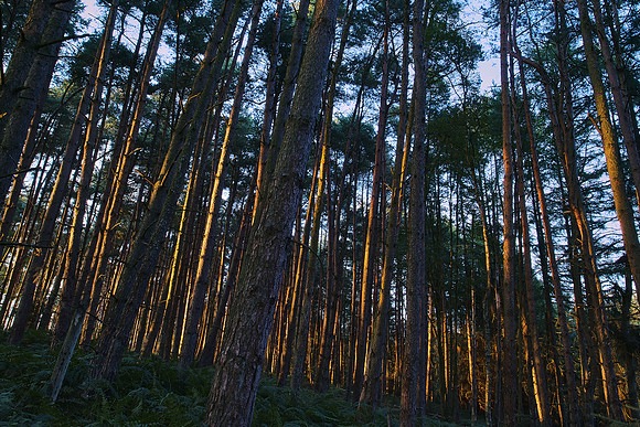 Golden light on trees,North York Moors