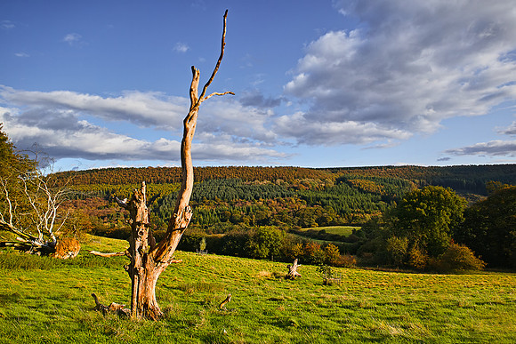 Autumn Colours, Troutsdale, North Yorkshire