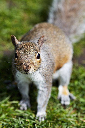 Cheeky Squirrel