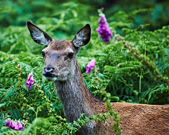 Roe Deer at Dalness