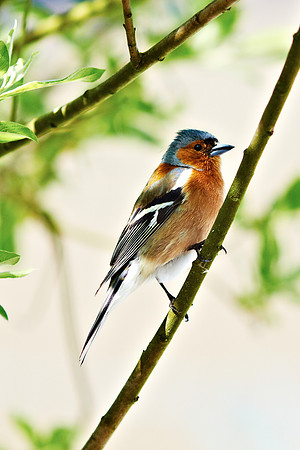 Cheeky Chaffinch