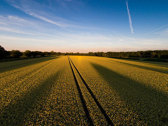 Evening Sun Over Rapeseed, York