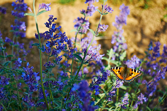 Small Tortoiseshell Butterfly