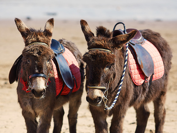 Seaside Donkeys
