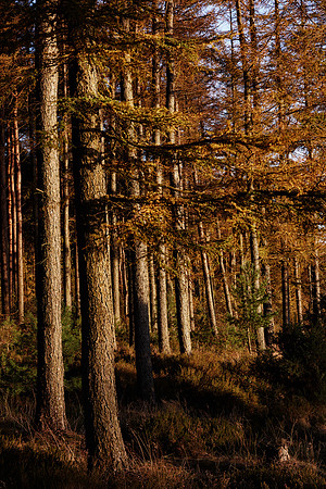 Long Shadows at Harwood Dale